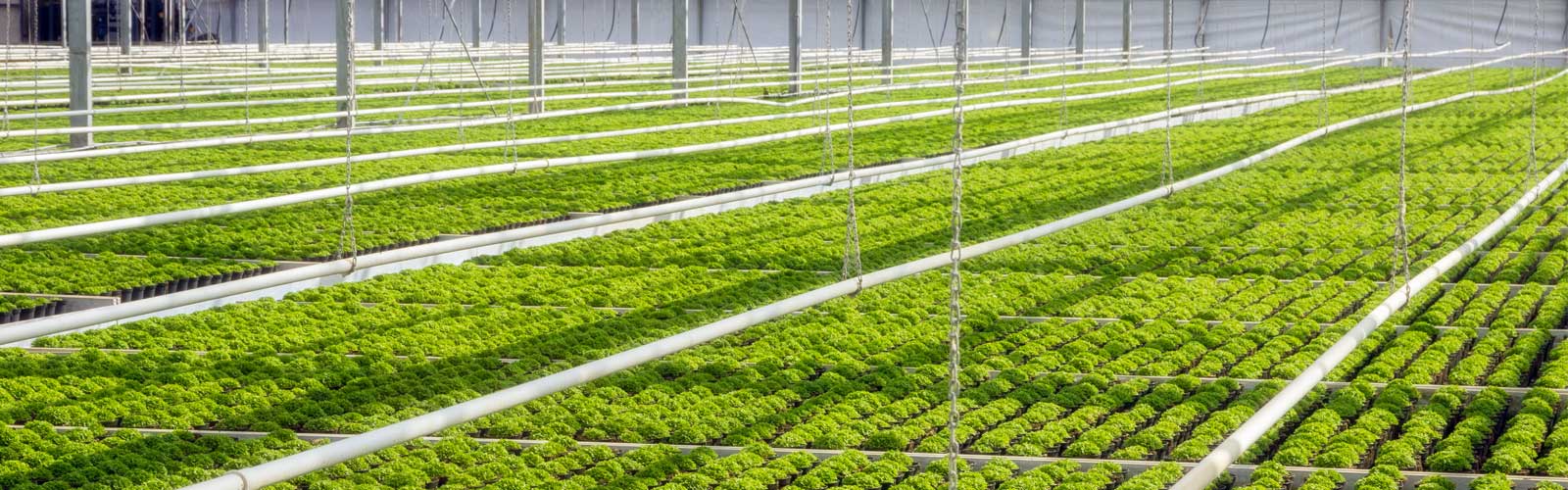 Plantenpaspoort_bannerimage